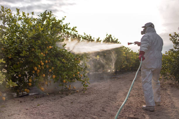 Wasp Removal Services in Brewster Hill, NY